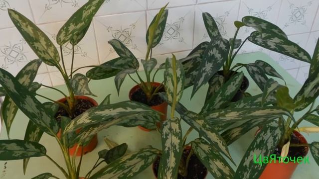 Секреты ухода за Аглаонемой смотреть онлайн