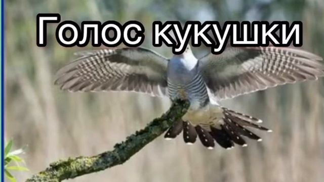 Голоса птиц   Голос кукушки