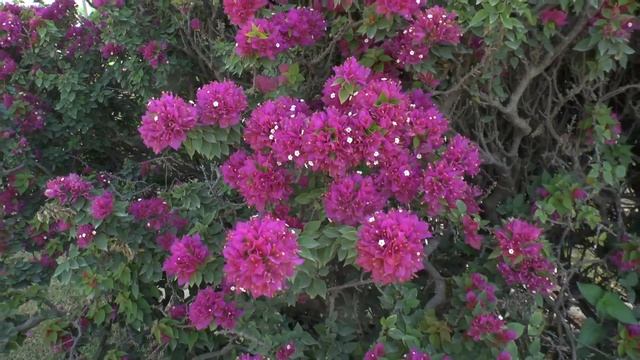 Bougainvillea Mini Thai - Care And Grow
