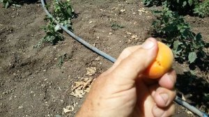 Abriсot Rovada,Robada.Aбрикос сорт Ровада.Робада?