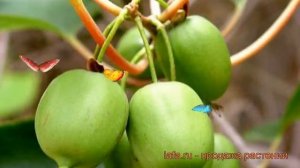 Актинидия аргута Иссей (issey) ? обзор: как сажать, рассада, саженцы актинидии Иссей