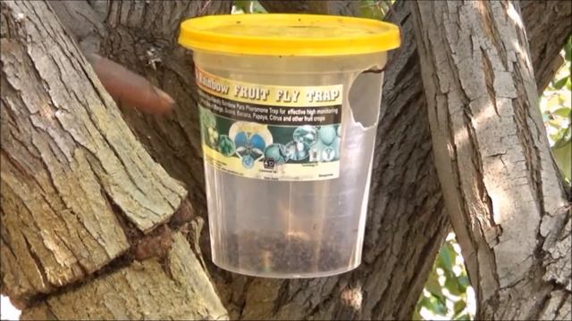 Success story in Natural Farming method of Apple Ber cultivation_ Anantapur District смотреть онлайн