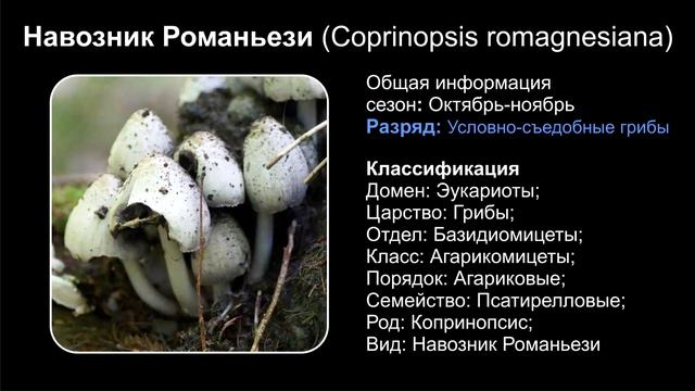 НАВОЗНИК УСЛОВНО-СЪЕДОБНЫЕ ГРИБЫ смотреть онлайн