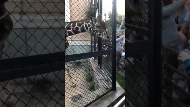 Московский зоопарк#многодетки #жираф смотреть онлайн