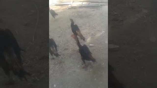 чу шамо не для продаж) смотреть онлайн