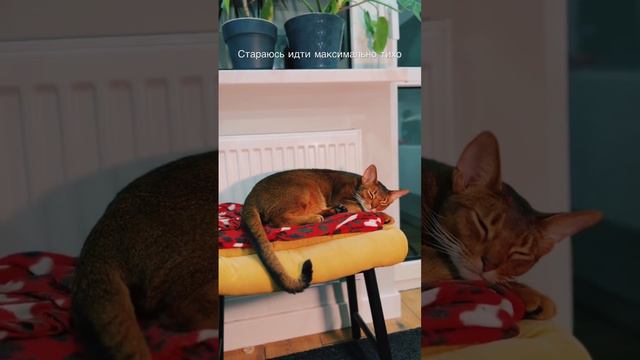 Откуда он постоянно появляется? #абиссинскийкот #котики