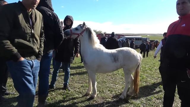 Targ Expozitional De Cai Trei Movile, Bucovina 2 Oct 2022 Nou!!!