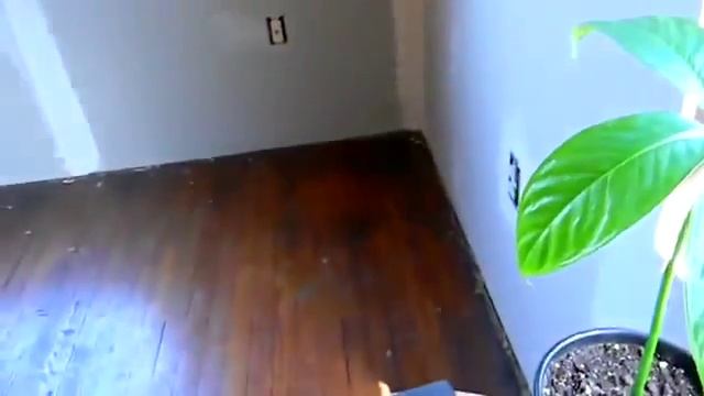 Amorphophallus Titanum And Hewetti Seedlings, 5 Months Old