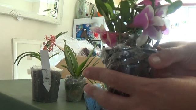 Orchid Un-boxing from my favourite ebay seller_Jul 2020 смотреть онлайн
