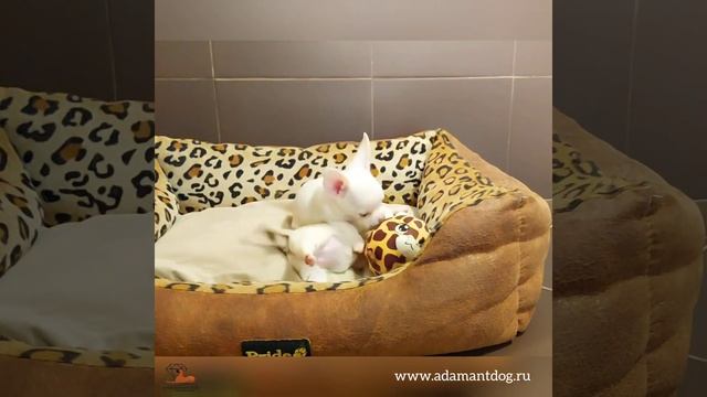 Адамант Дог Цигун, Церцея и Цеми. Щенки чихуахуа. смотреть онлайн
