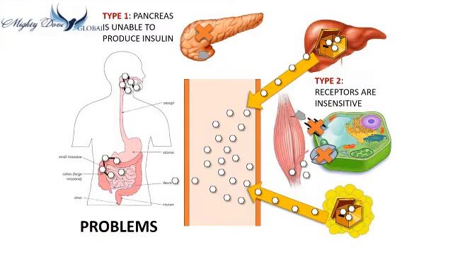 Red Reishi & Diabetes смотреть онлайн