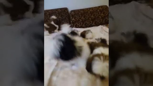 Малыши-крепыши Ши-тцу ждут своих хозяев) смотреть онлайн