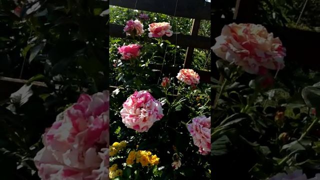 Роза Vanille fraise смотреть онлайн