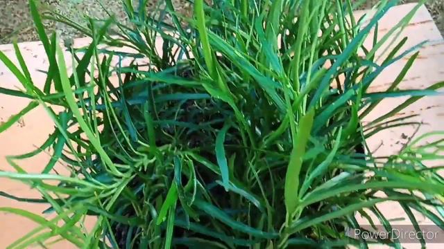 Easy way to propagate Croton смотреть онлайн