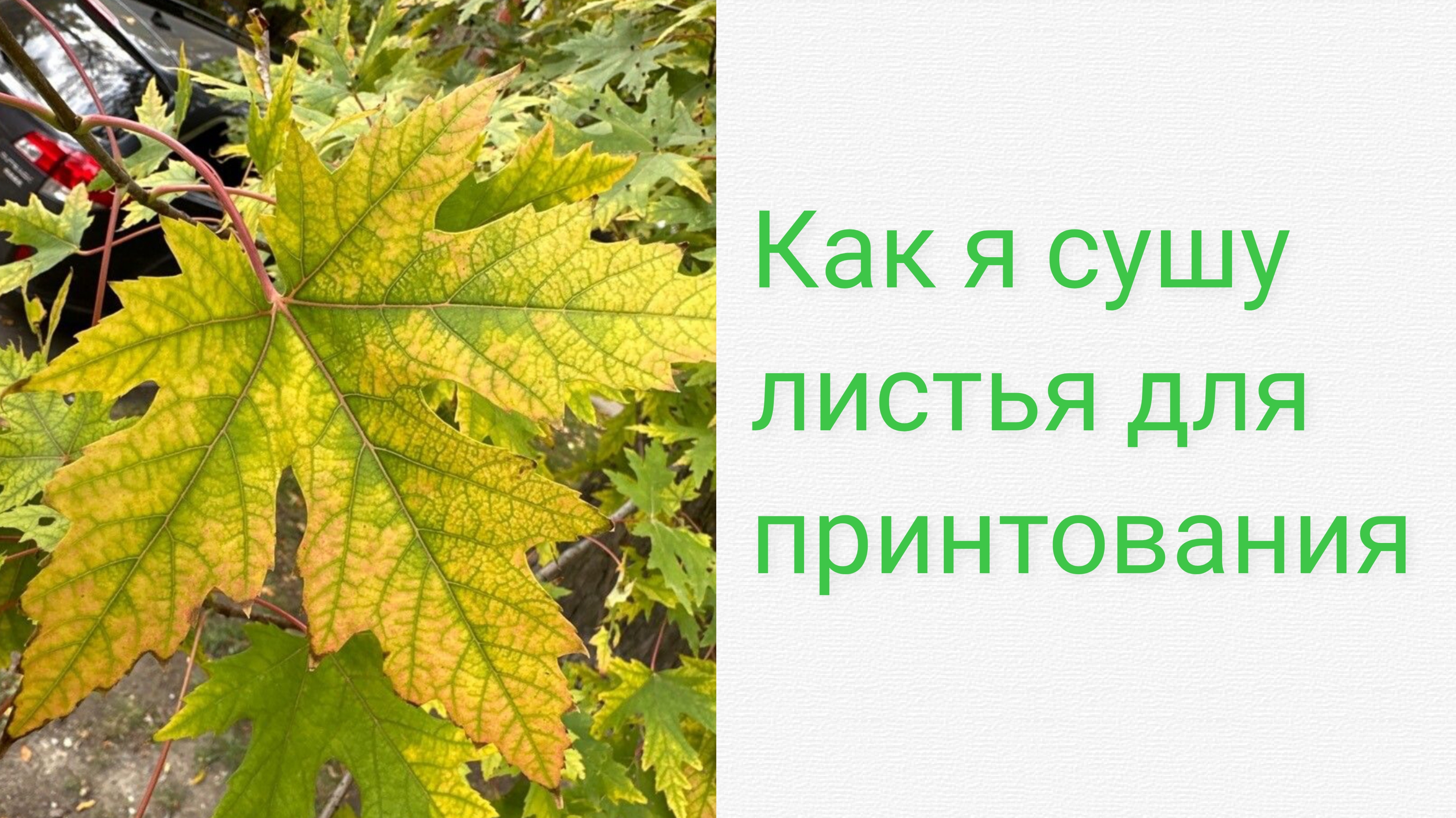Принтование ткани листьями. ″Листопад на память″.