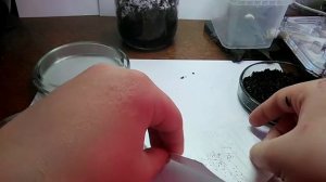 Выращивание росянки из семян.