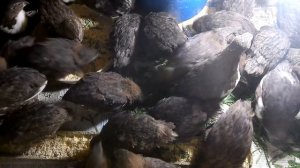 Содержание и разведение перепелов в домашних условиях  день 30