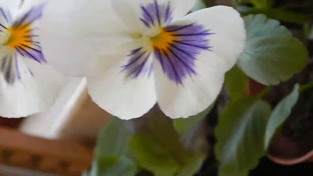 Анютины глазки смотреть онлайн