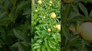 Пион А.Е. Кундред начало цветение