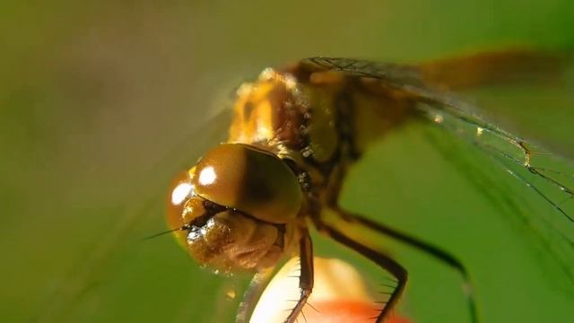 dragonfly close-up, стрекоза крупный план смотреть онлайн