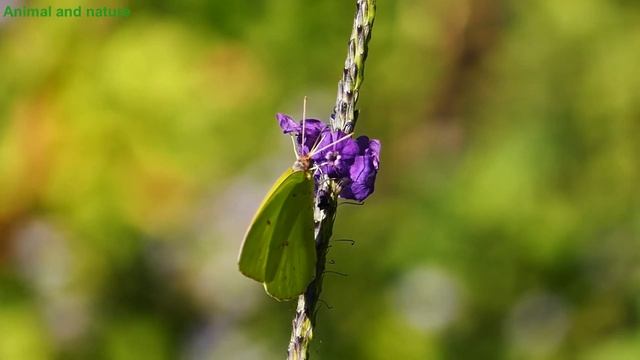 Бабочки в природе. Виды бабочек. смотреть онлайн