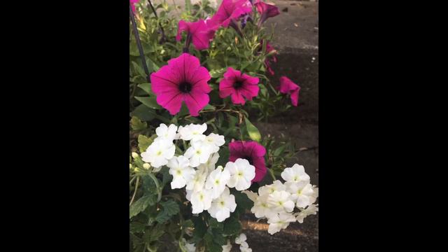 🌸Home Depot flower haul lovely hanging verbena petunia flower basket and phlox 8/4/2018🌸 смотреть онлайн