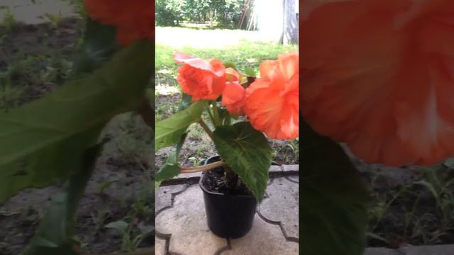 10.07.2023 клубневая бегония смотреть онлайн