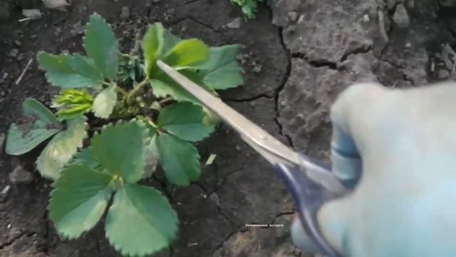 УХОД ЗА КЛУБНИКОЙ ТЕКУЩЕГО ГОДА ЧТО НУЖНО ДЕЛАТЬ С НЕЙ , А ЧЕГО НЕЛЬЗЯ . смотреть онлайн