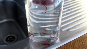 Как хранить мотыля дома?! Простой и проверенный способ!