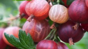 Какой замечательный крыжовник без шипов. посадка и размножение.