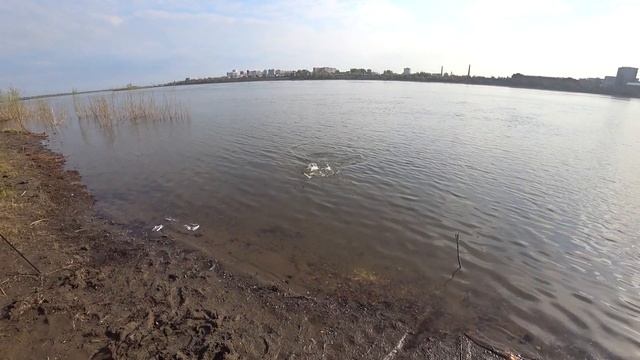 Первая рыбалка на язя в этом сезоне на реке Томь в черте города. смотреть онлайн