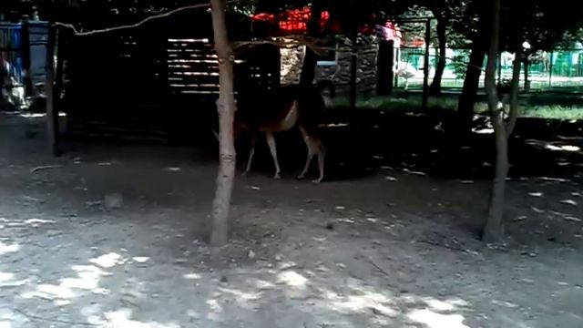 ДОХЛАЯ ЛАМА НЕ ХОЧЕТ ЕСТЬ ТРАВУ смотреть онлайн