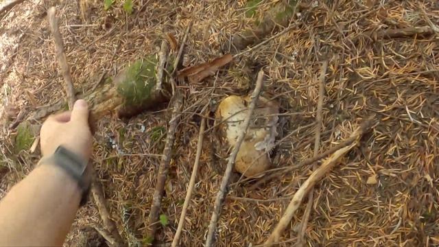 Mushroom Hunting 2023 - Chanterelles and Kings смотреть онлайн
