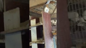 ЧИСТОПОЛЬСКИЕ ГОЛУБИ -ВЫСОКОЛЕТНЫЕ (ВЕРХОВЫЕ), БОЙНЫЕ, ПОЧТОВЫЕ ВСЕГО  БОЛЕЕ 50 -И ПОРОД!!!