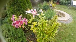 Новинки моего сада. Лилия Салтарелло, Кобра, Триумфатор, лилейники.