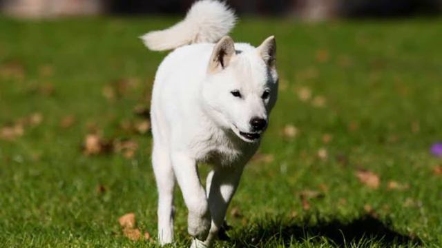 Hokkaido Dog | Facts, History & Characteristics смотреть онлайн