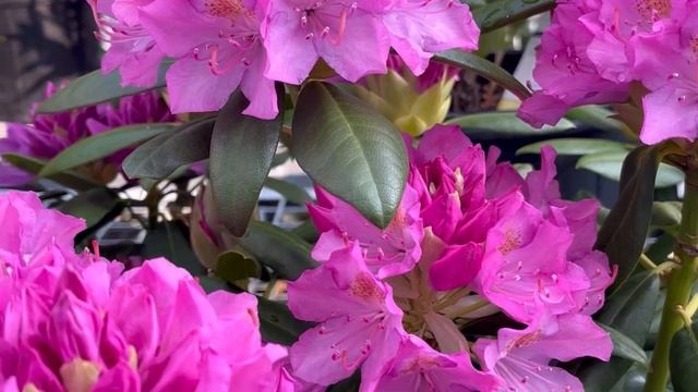 Rhododendron:English Roseum &Roseum Elegans  极耐寒 少管理 开花机器