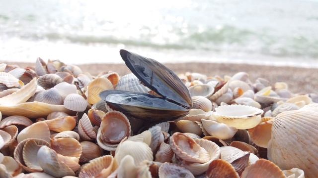 Ракушки на берегу Азовского моря. Федотова Коса. Фото и музыка. смотреть онлайн