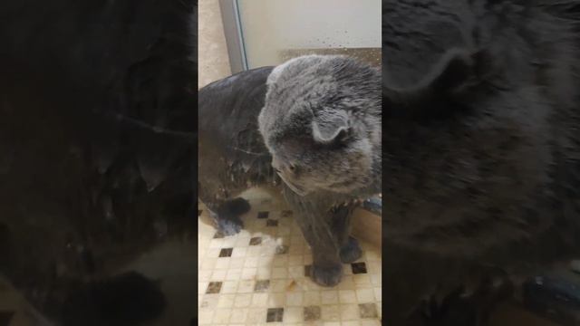 Шотландская вислоухая кошка Риана 13.08.2022. смотреть онлайн