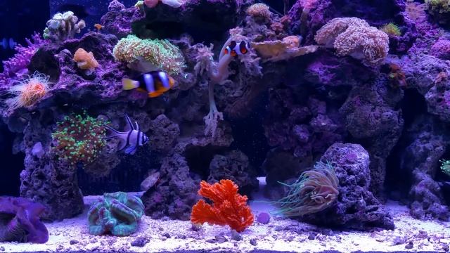 морской аквариум (часть 10) - уборка и чистка в аквариуме. смотреть онлайн