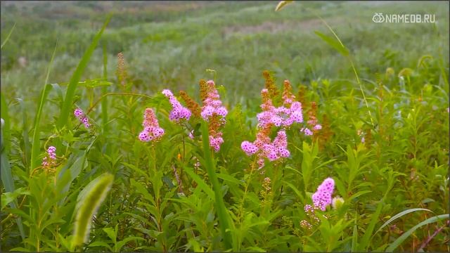 Совместимость: женщина-телец и мужчина-овен смотреть онлайн