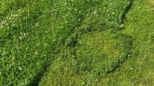 Что стало с нашим газоном спустя три года. Просто Константиновы.