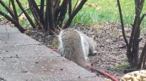 Метод самовнушения в исцелении (Эмиль Куэ)