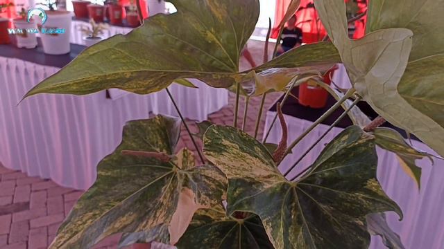 BIKIN ADEM MATA ‼️😍 KELAS MIX NON JEMANI | KONTES ANTHURIUM MAGETAN (part 4) смотреть онлайн