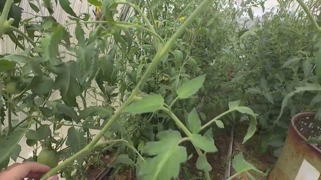 VLOG: ОХ УЖ ЭТОТ WILDBERRIES!12.07.19/ Робот-пылесос iLife V3s Pro смотреть онлайн