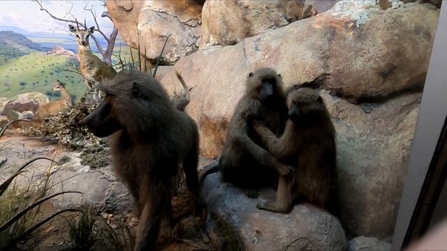 NIGHT AT THE MUSEUM FILMING LOCATIONS: Museum Of Natural History