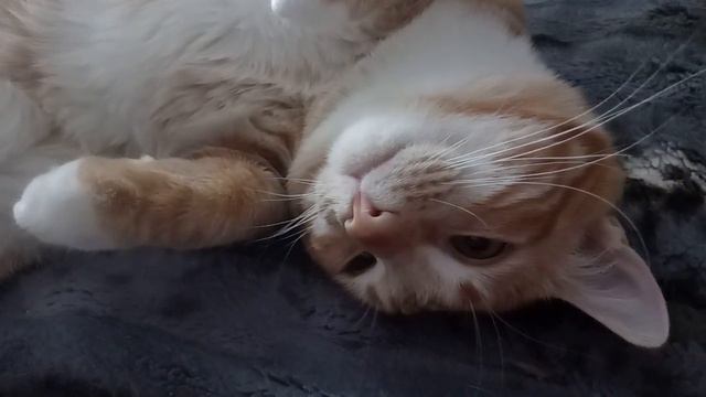 Кошки моются смотреть онлайн