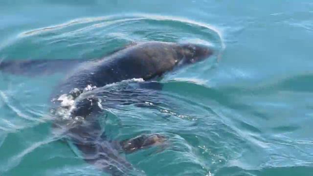 A seal in Western Cape, South Africa // Морской котик в ЮАР смотреть онлайн