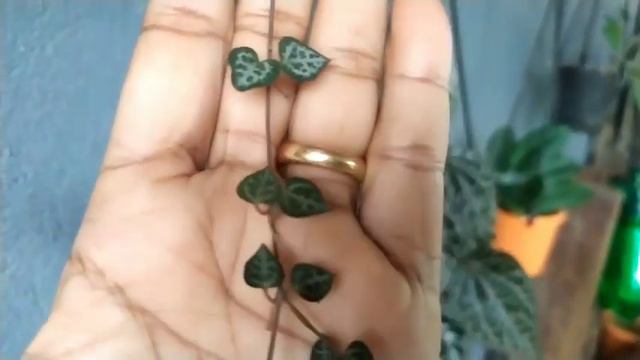 String of Hearts/ update/ care ❤️❤️ смотреть онлайн
