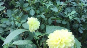 Георгины низкорослые СЕКРЕТ 100% ХРАНЕНИЕ КЛУБНЕЙ ?